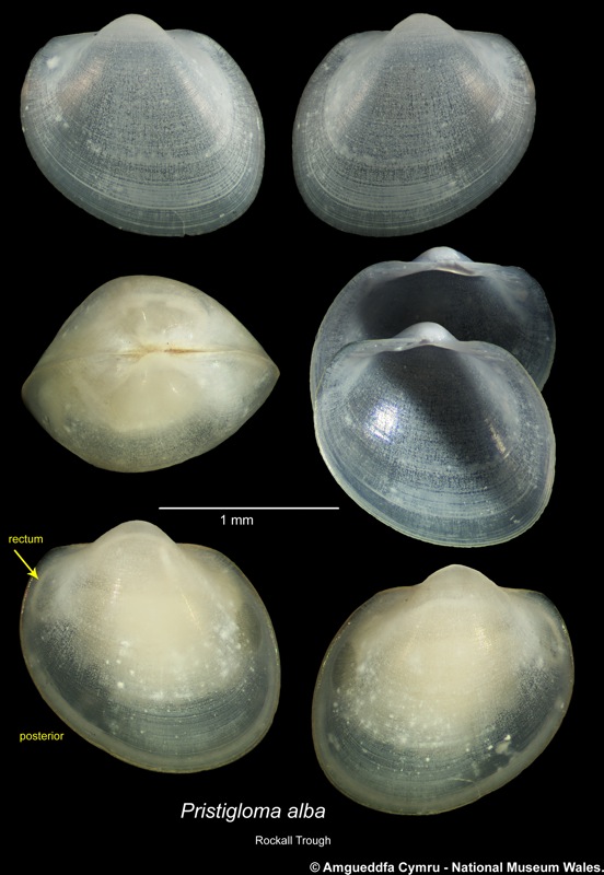 Pristigloma alba (Sanders & Allen, 1973)