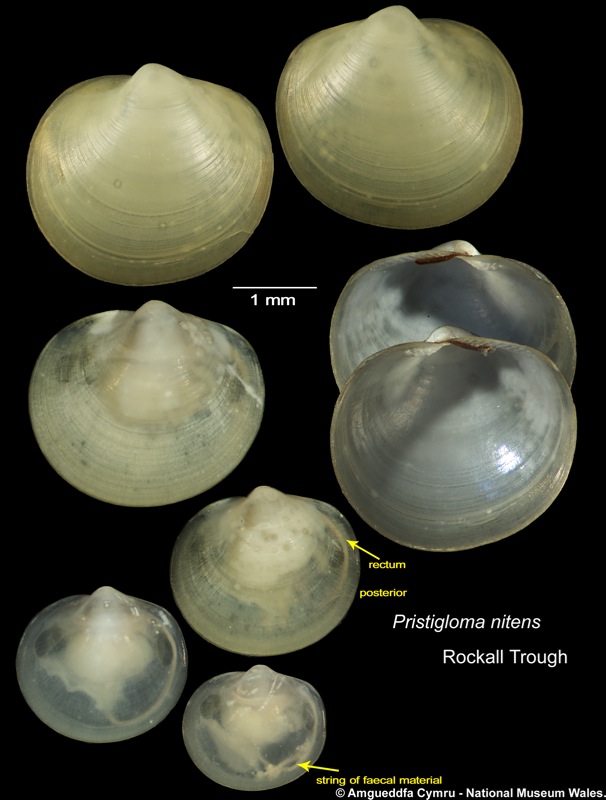 Pristigloma nitens (Jeffreys, 1876)