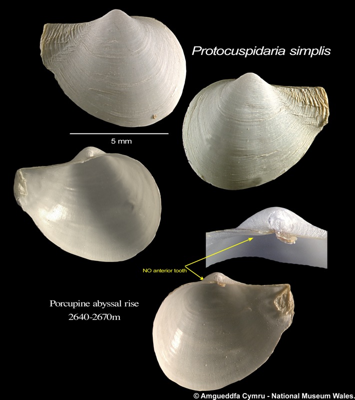 Protocuspidaria (Edentaria) simplis Allen & Morgan, 1981