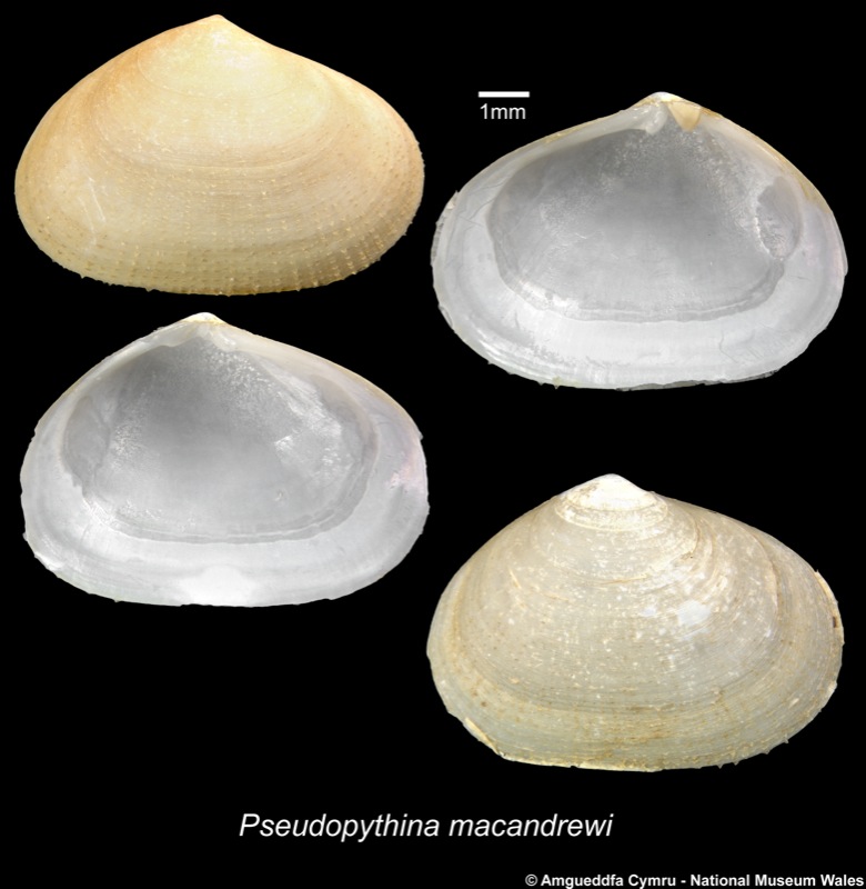 Pseudopythina macandrewi (P Fischer, 1867)