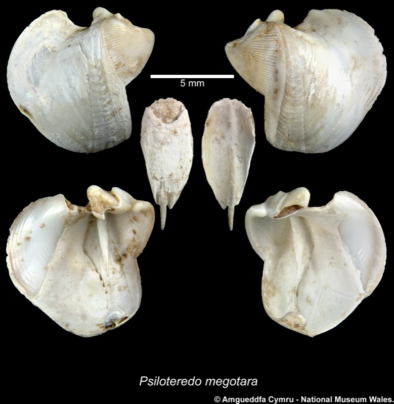 Psiloteredo megotara (Hanley in Forbes & Hanley, 1848)