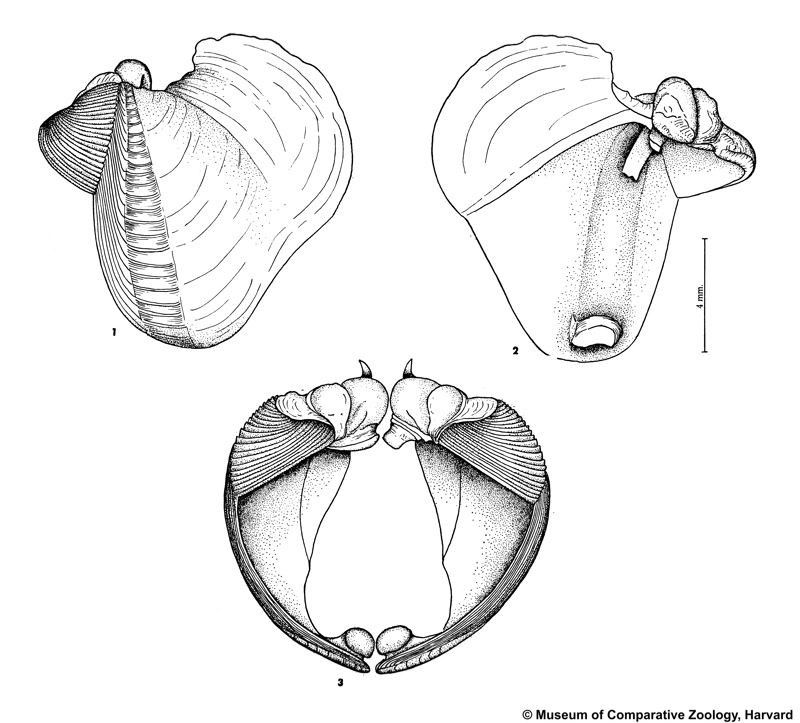 Psiloteredo megotara (Hanley in Forbes & Hanley, 1848)