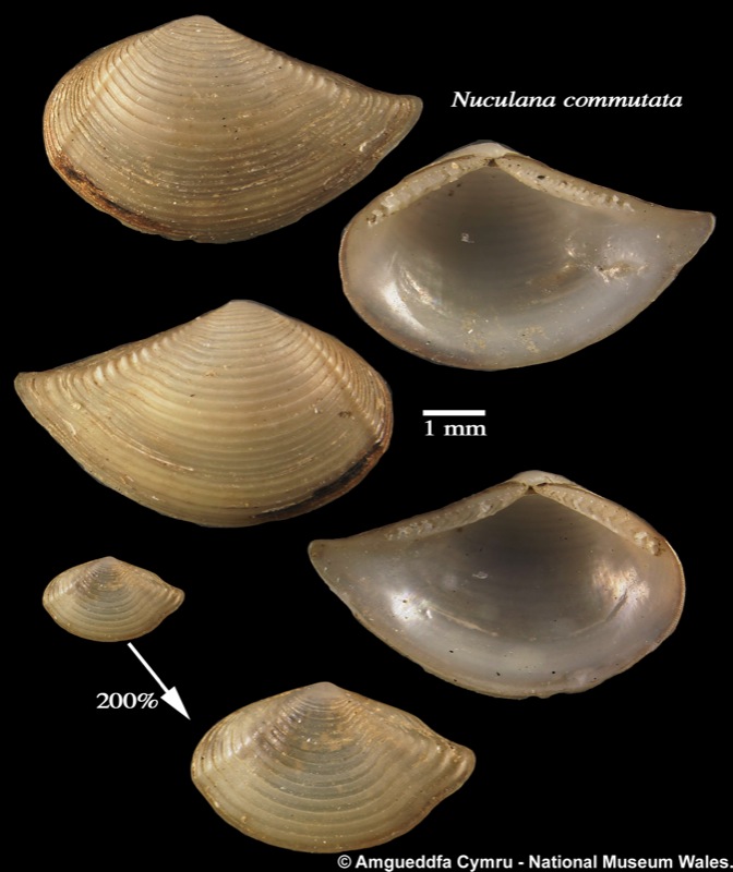 Saccella commutata (Philippi, 1844)