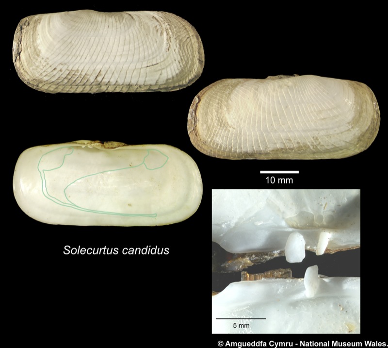 Solecurtus candidus (Brocchi, 1814)