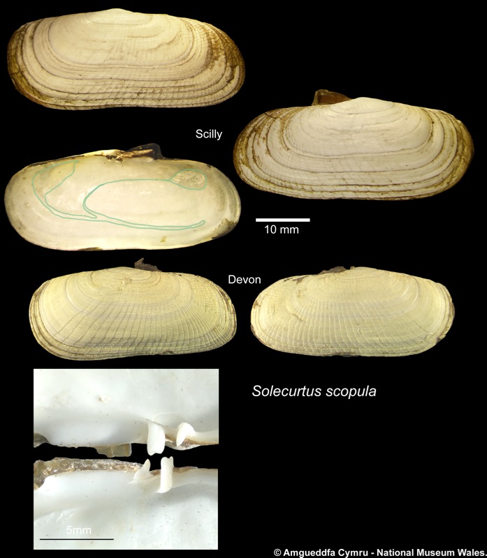 Solecurtus scopula (Turton, 1822)