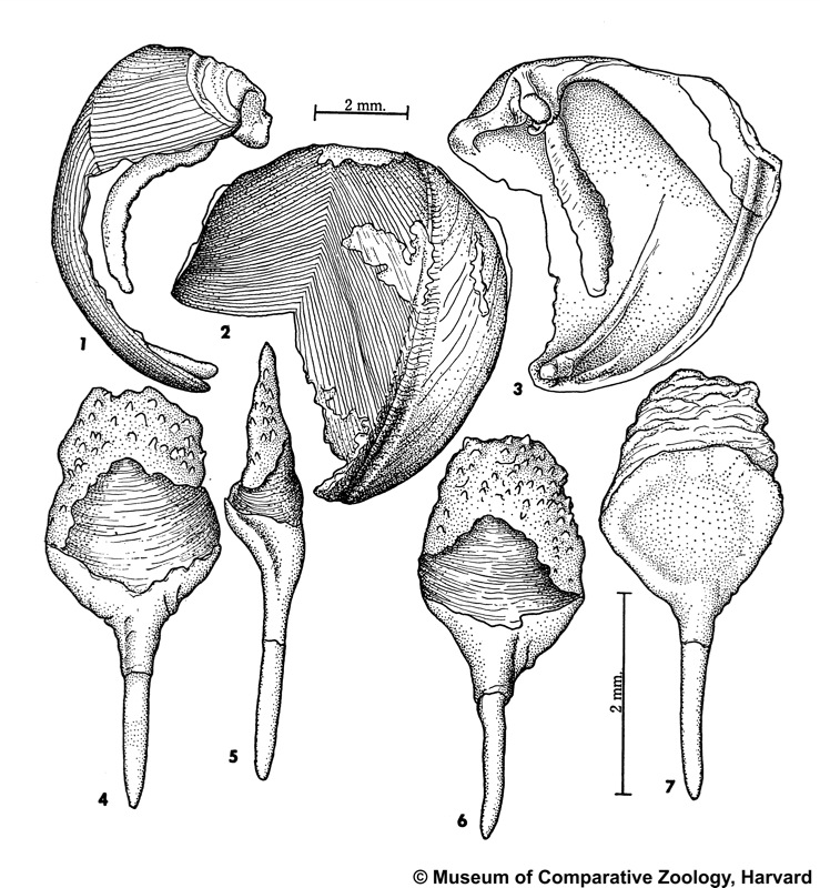 Spathoteredo spatha (Jeffreys, 1860)