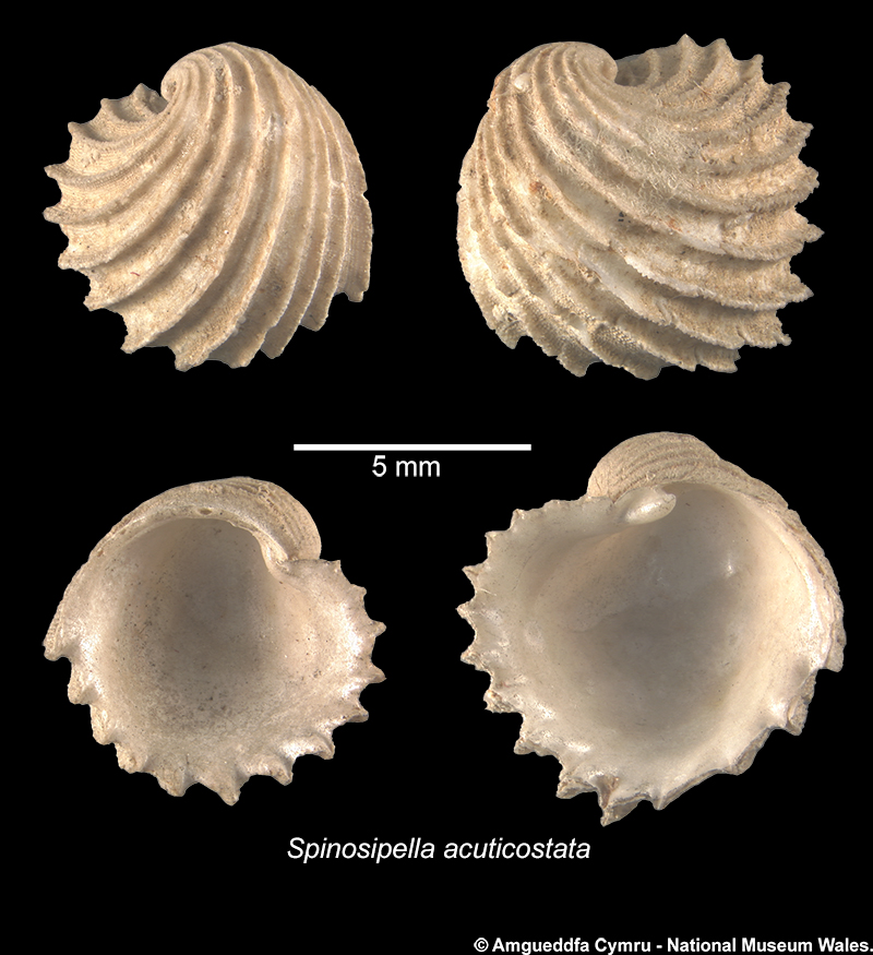 Spinosipella acuticostata (Philippi, 1844)