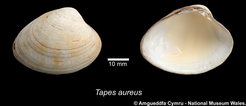 Tapes (Polititapes) aureus (Gmelin, 1791)