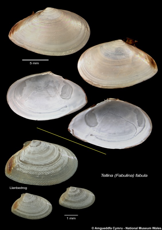 Tellina (Fabulina) fabula Gmelin, 1791