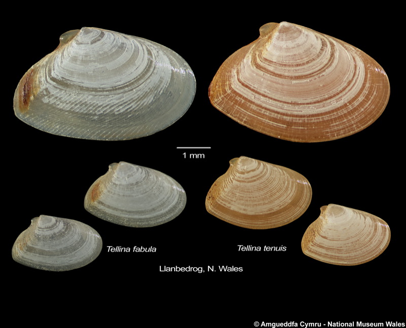 Tellina (Fabulina) fabula Gmelin, 1791