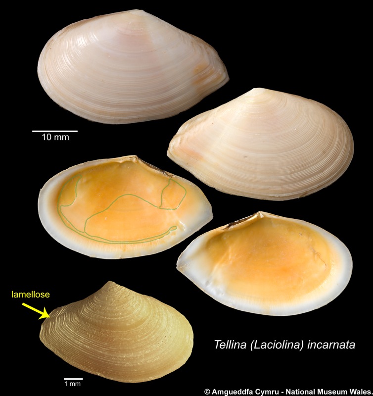 Tellina (Laciolina) incarnata Linnaeus, 1758