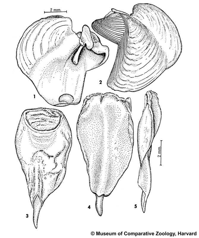 Teredo navalis Linnaeus, 1758