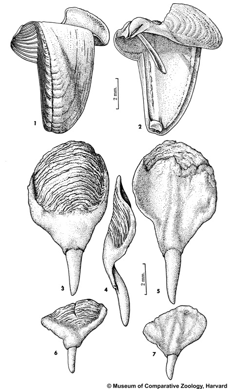 Teredora malleolus (Turton, 1822)