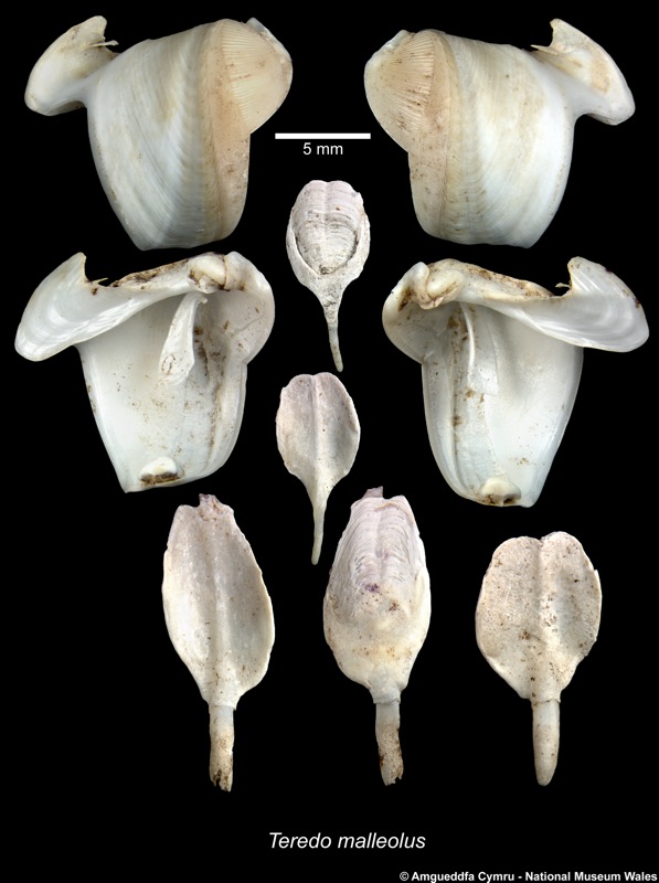 Teredora malleolus (Turton, 1822)