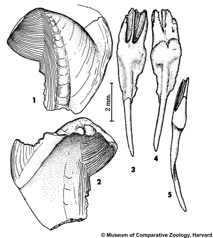 Teredothyra excavata (Jeffreys, 1860)