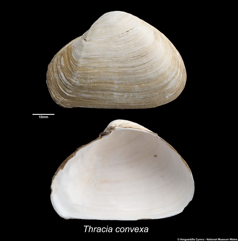 Thracia convexa (W Wood, 1815)