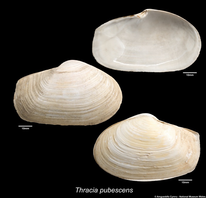 Thracia pubescens (Pulteney, 1799)