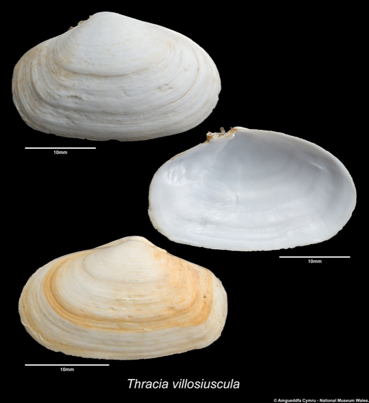 Thracia villosiuscula (Macgillivray, 1827)