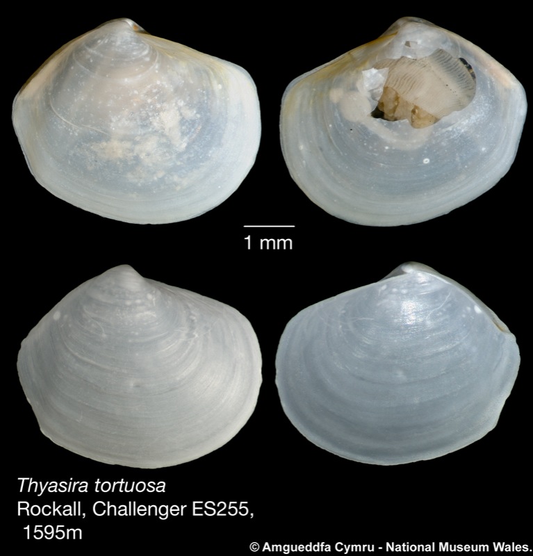 Thyasira tortuosa (Jeffreys, 1881)