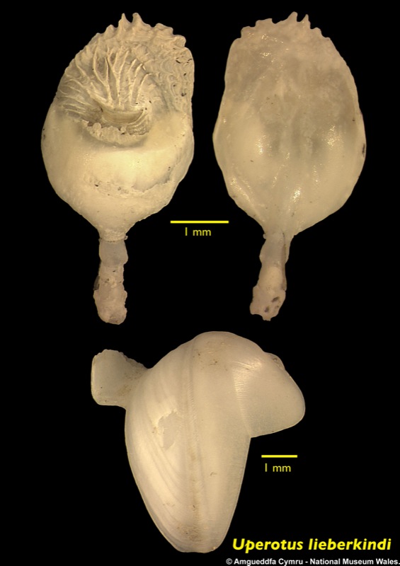 Uperotus lieberkindi (Roch, 1931)