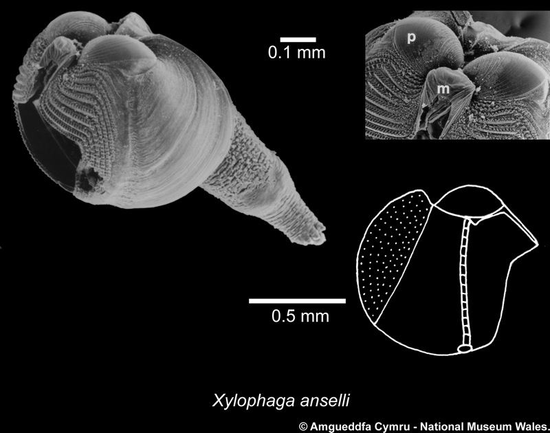 Xylophaga anselli Harvey, 1996