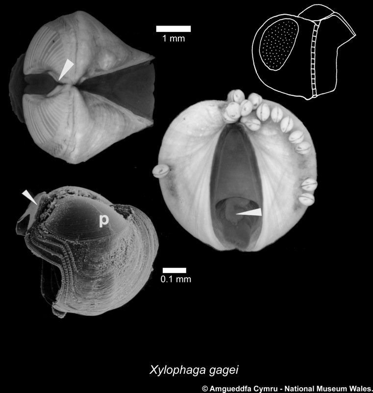 Xylophaga gagei Harvey, 1996