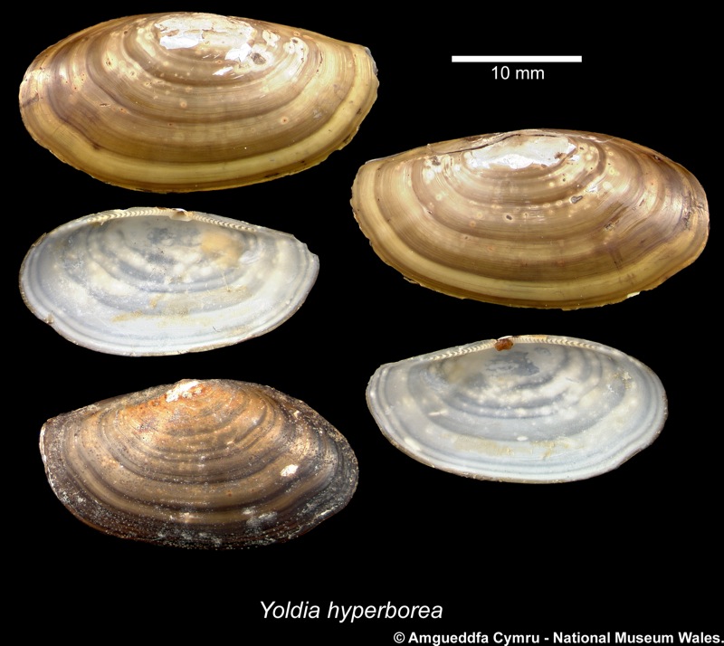 Yoldia hyperborea (Gould, 1841)