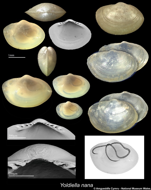 Yoldiella nana (M Sars, 1865)