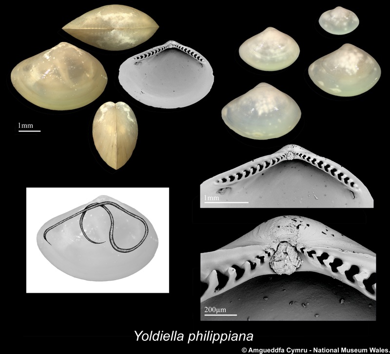 Yoldiella philippiana (Nyst, 1844)