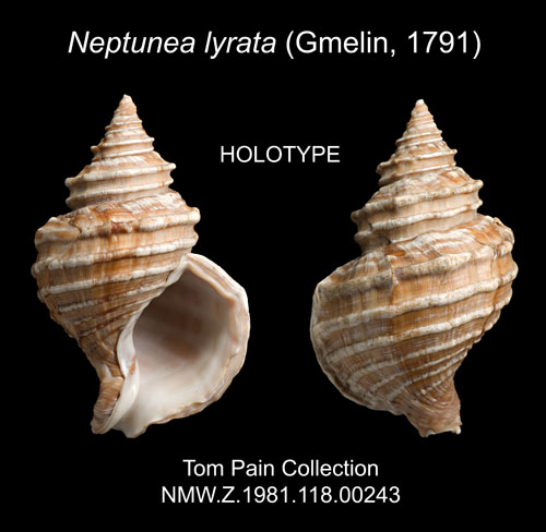 Neptunea lyrata (Gmelin, 1791)