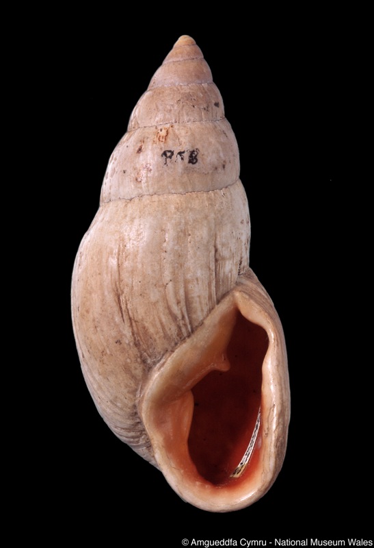 Placostylus fibratus subsp. mosesi Pain, 1955