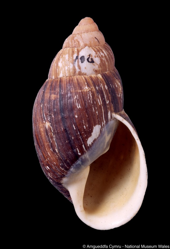Placostylus fibratus var. crassus Layard in Kobelt, 1891