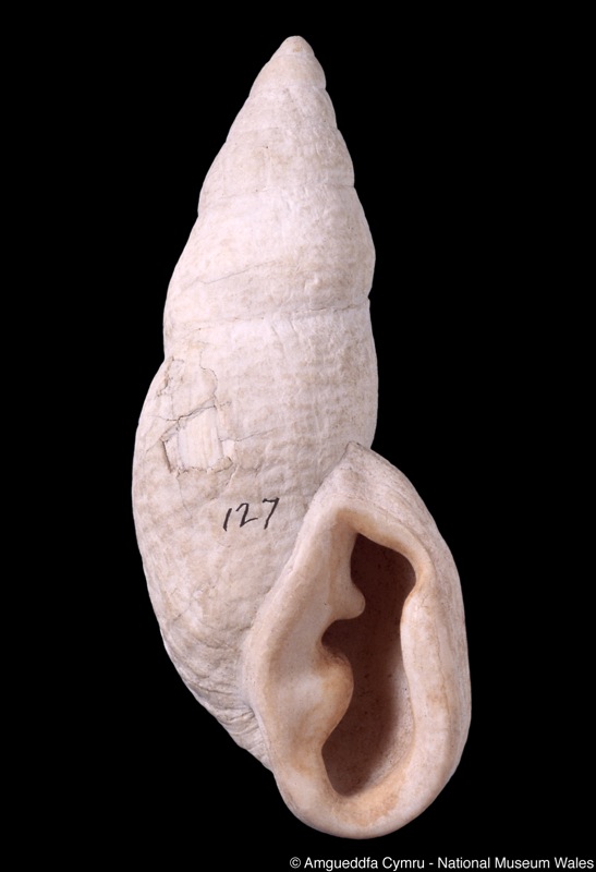 Placostylus fibratus var. peculiaris Kobelt, 1891