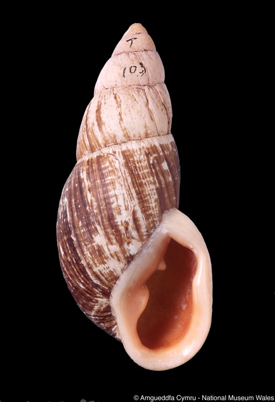 Placostylus ouveanus var. turrita Kobelt, 1891