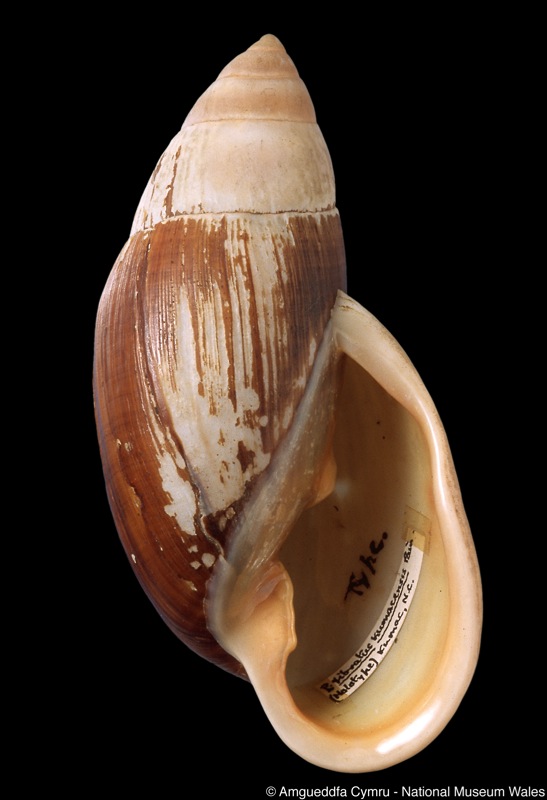 Placostylus fibratus subsp. kumacensis Pain, 1958