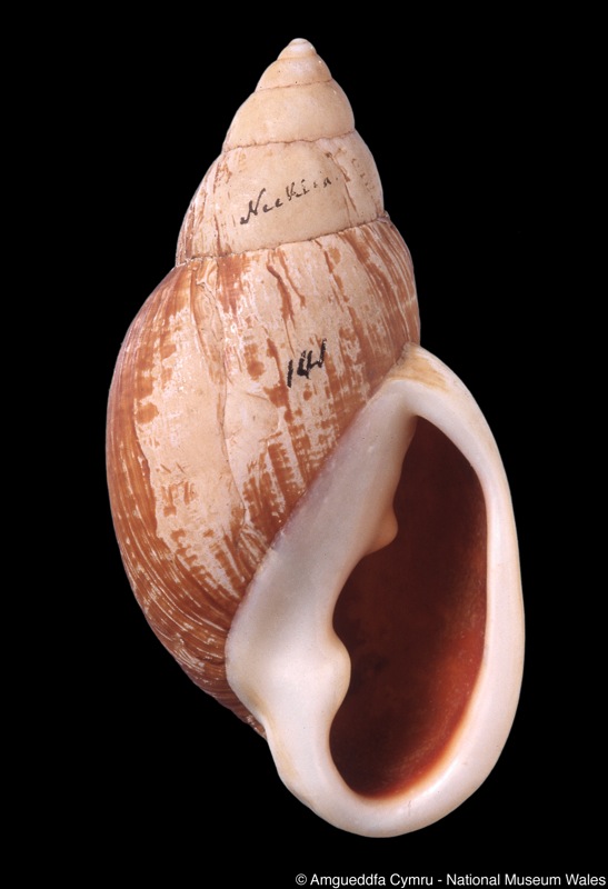 Placostylus (mariei var.?) neckliaiensis Kobelt, 1891