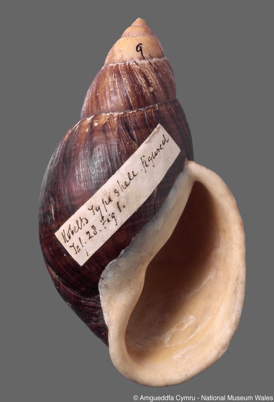 Placostylus alexandra var. patula Kobelt, 1891