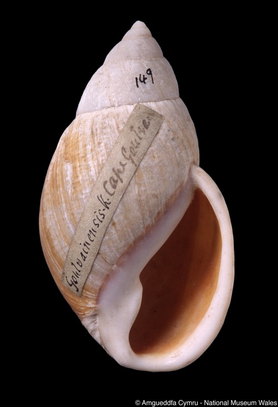 Placostylus goulvainensis Kobelt, 1891