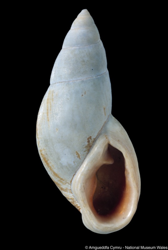 Placostylus fibratus subsp. powelli Pain, 1955