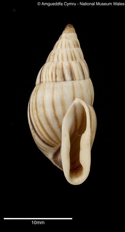 Bulimulus angiostomus var. laminfera Ancey, 1888