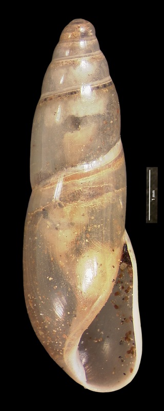 Cionella (Ferussacia) westerlundiana Ancey in Westerlund, 1890