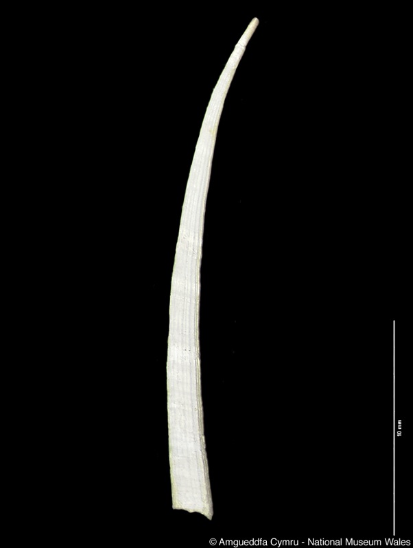 Dentalium aenigmaticum Jordan, 1895