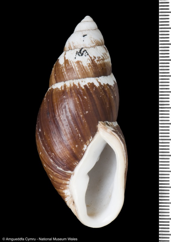 Placostylus (pseudocaledonicus var.) pouenanus Kobelt, 1891