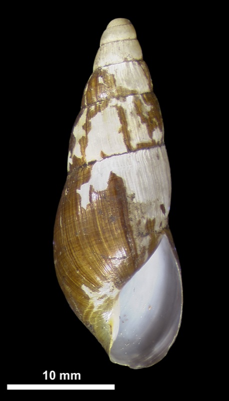 Synapterpes (Promoussonius) propinquus Crowley, 1956