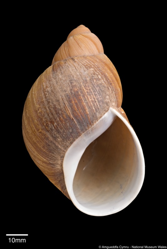 Strophocheilus (Borus) semimalleatus Fulton, 1905