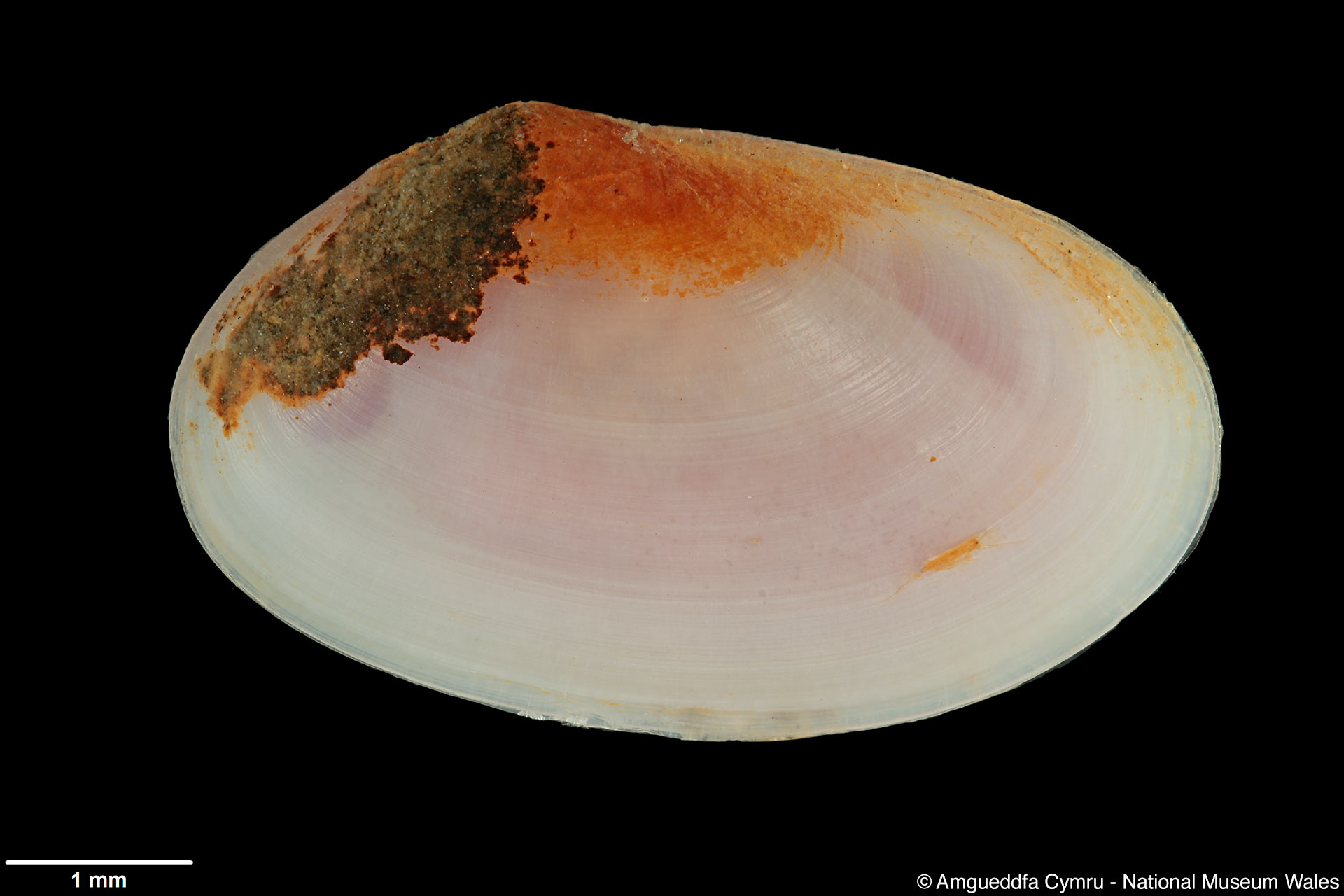 Tellimya ferruginosa (Montagu, 1808)