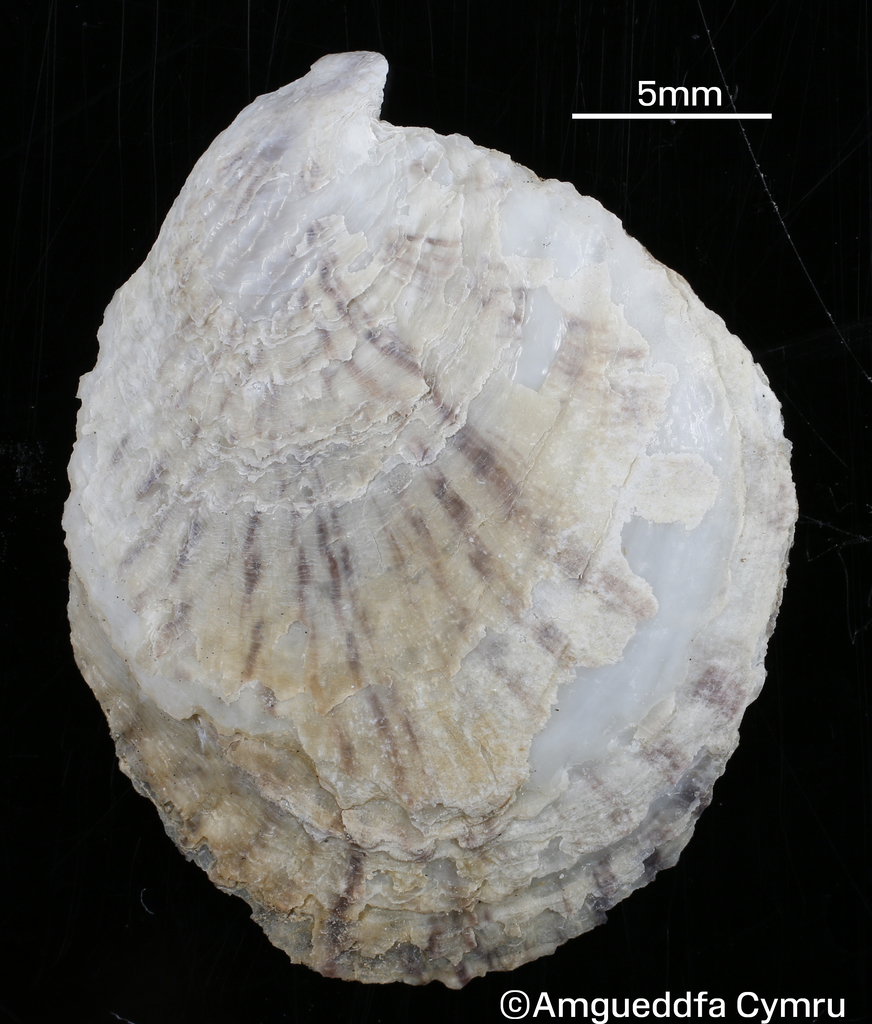 Ostrea equestris Say, 1834