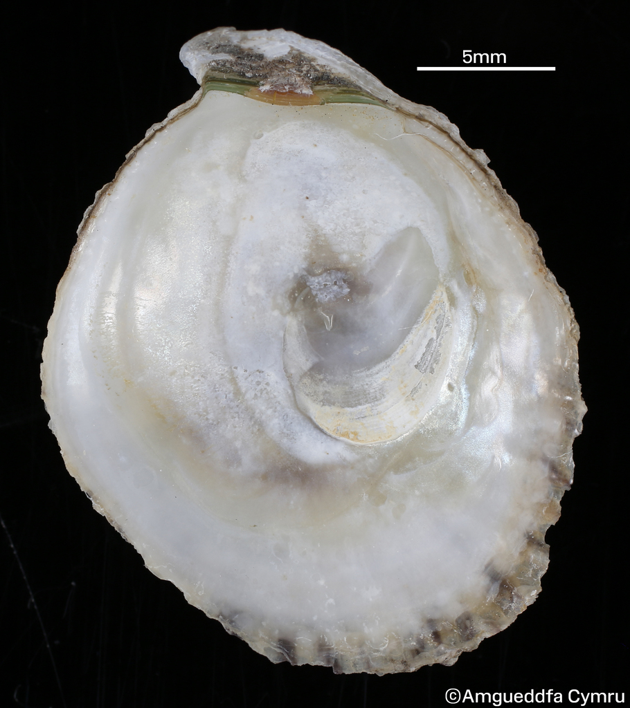 Ostrea equestris Say, 1834