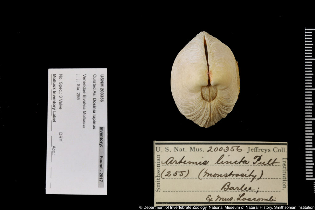 Dosinia lupinus (Linnaeus, 1758)