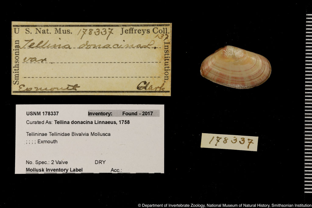 Tellina (Moerella) donacina Linnaeus, 1758